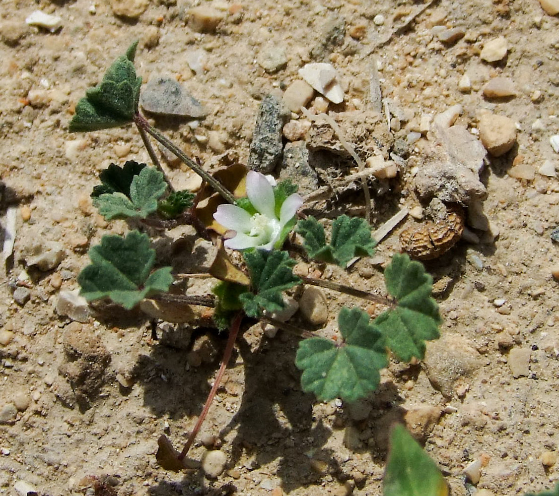 Image of Malva parviflora specimen.