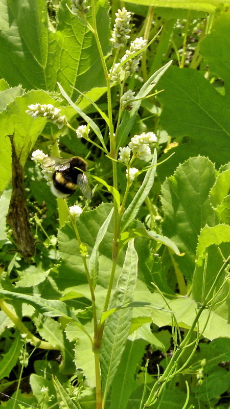 Image of Persicaria scabra specimen.