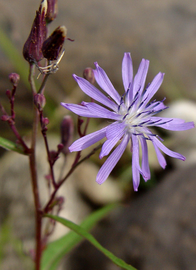 Изображение особи Lactuca sibirica.