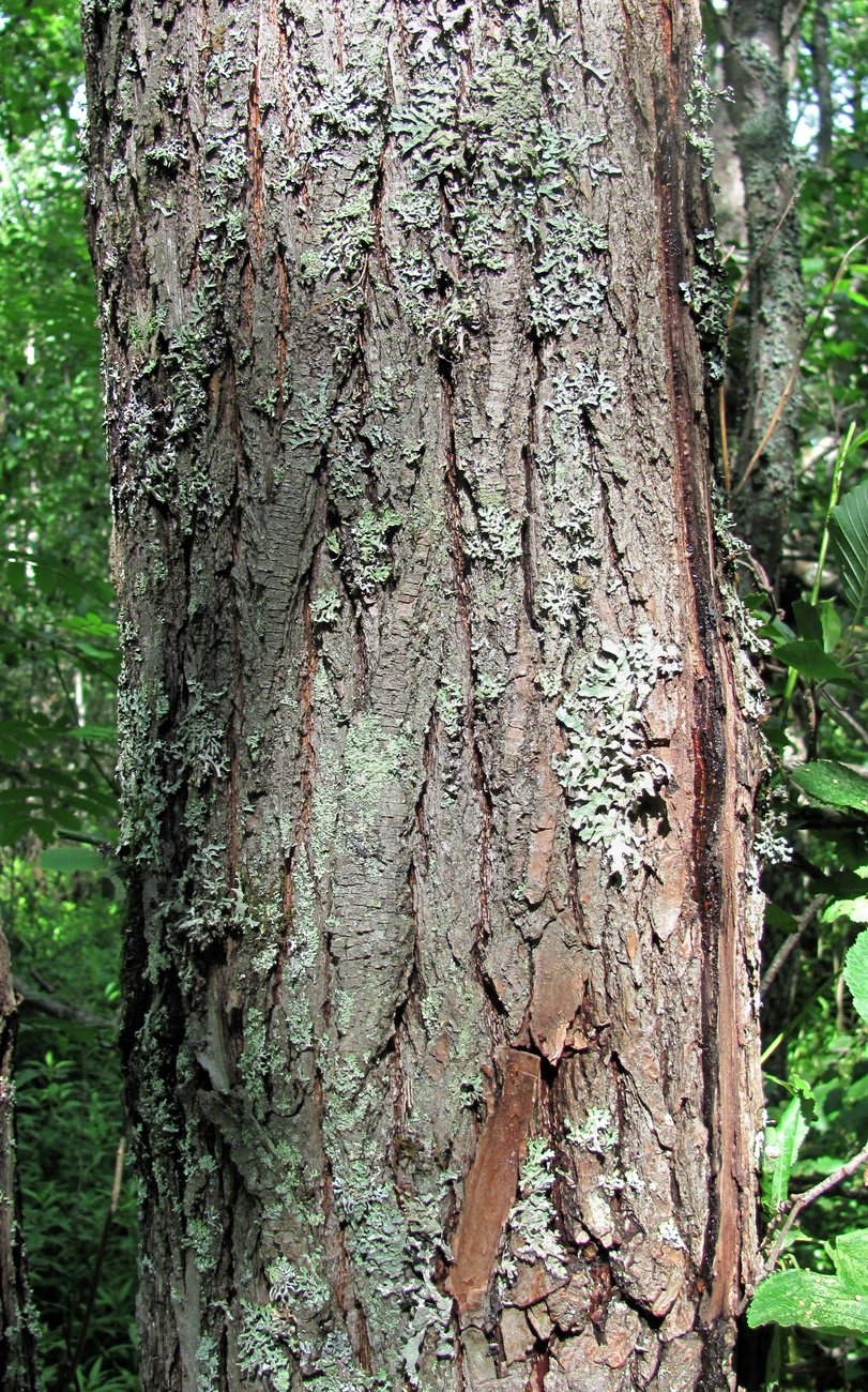 Изображение особи Salix pentandra.