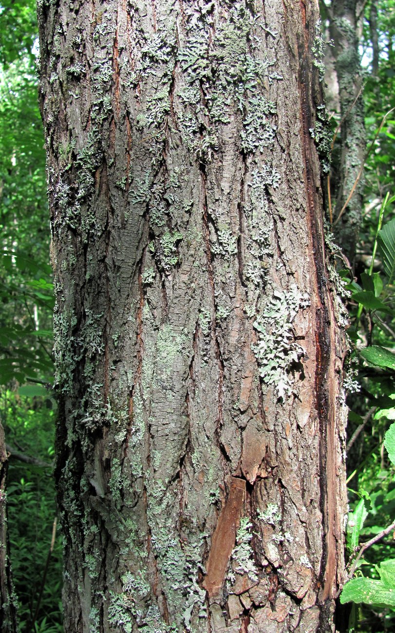 Image of Salix pentandra specimen.