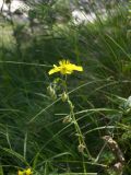 Helianthemum ovatum