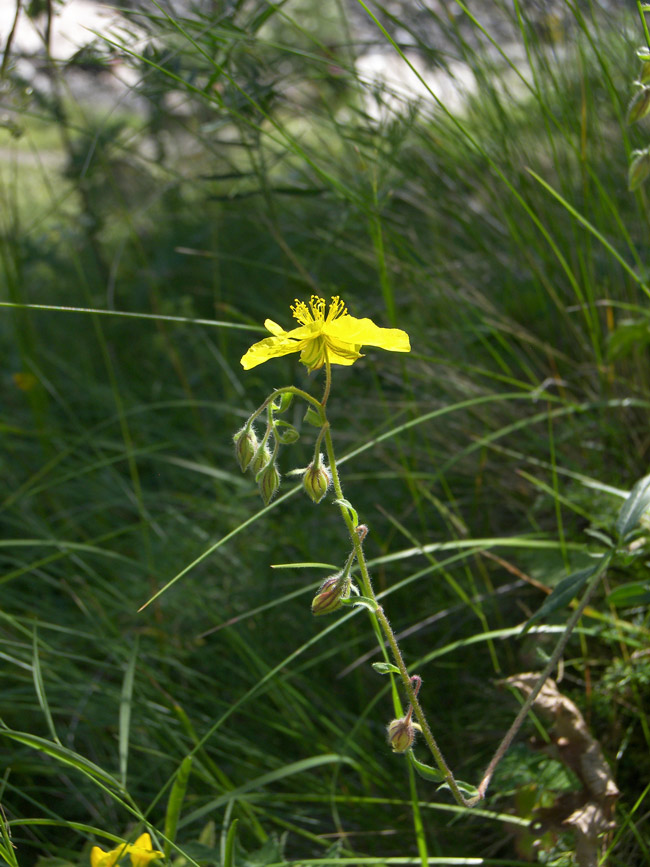 Image of Helianthemum ovatum specimen.