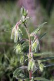 Onosma dichroantha. Верхушка расцветающего растения. Южный Казахстан, хр. Боролдайтау, ущ. Бозторгай. 25.04.2012.