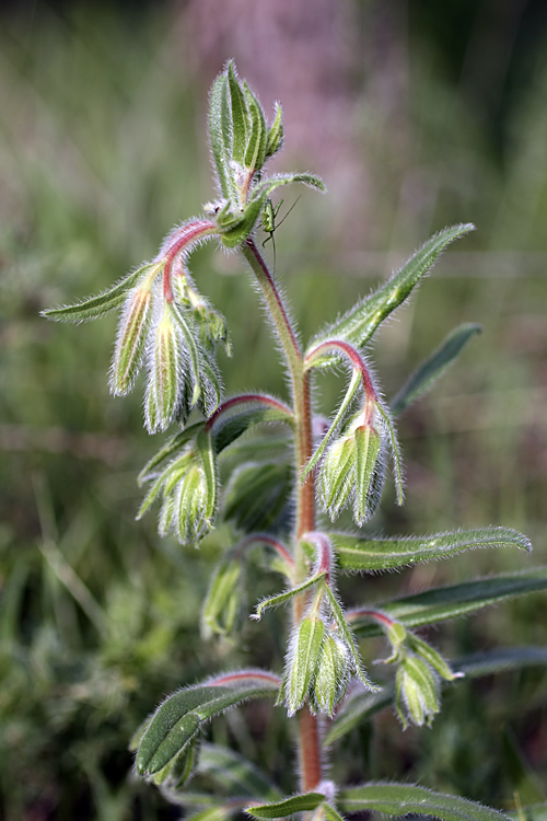 Изображение особи Onosma dichroantha.