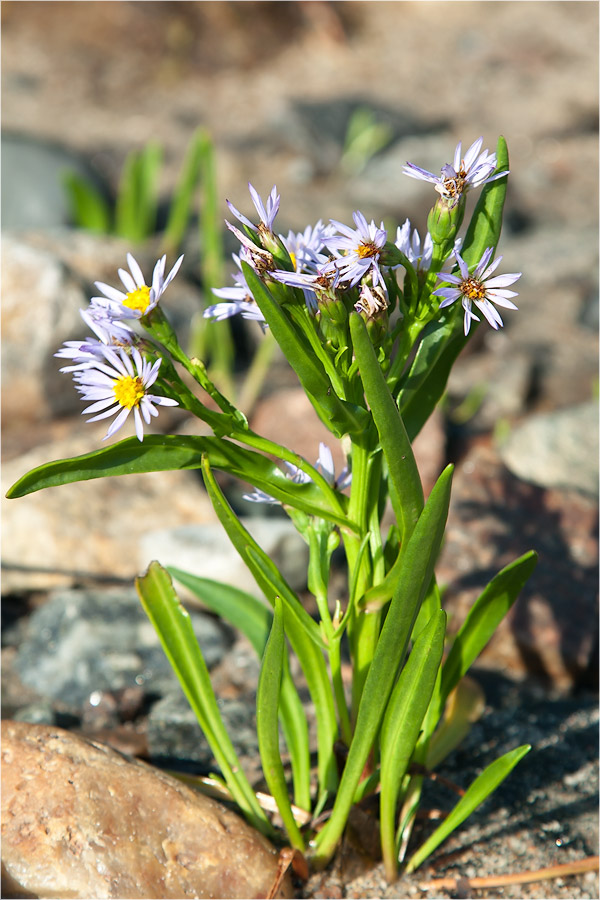 Изображение особи Tripolium pannonicum ssp. tripolium.