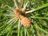 род Pinus