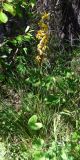 Ligularia sibirica