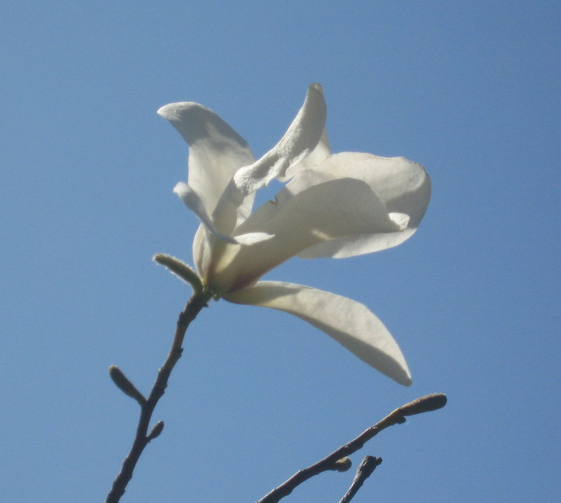 Image of Magnolia × soulangeana specimen.