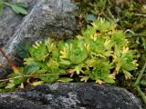 Saxifraga cespitosa. Вегетирующее растение. Слева видны нижние части цветоносов, ближе к нам - прошлогодний. Полярный Урал, верховья р. Большой Ханмей. 10.08.2012.