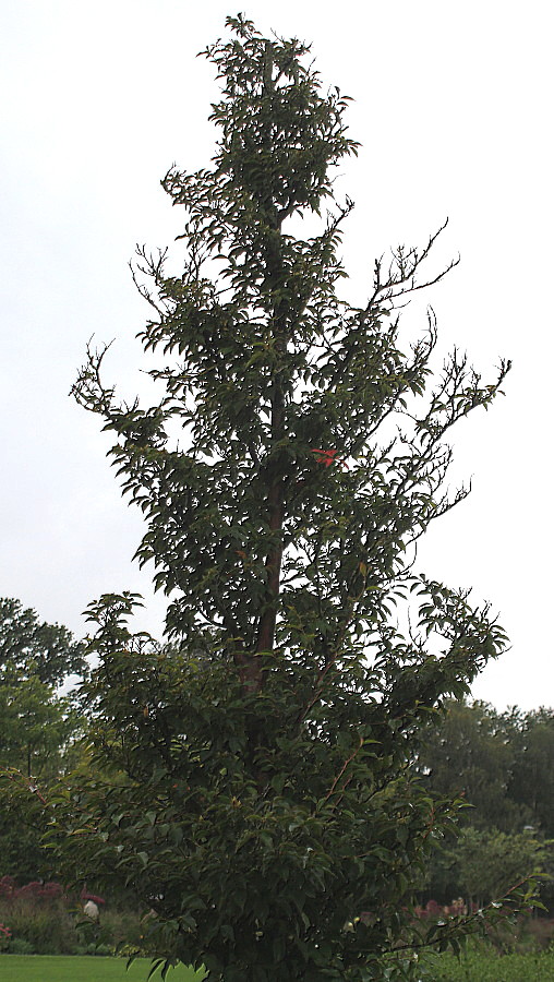 Изображение особи Stewartia pseudocamellia.