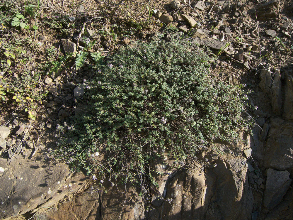 Image of Ziziphora biebersteiniana specimen.