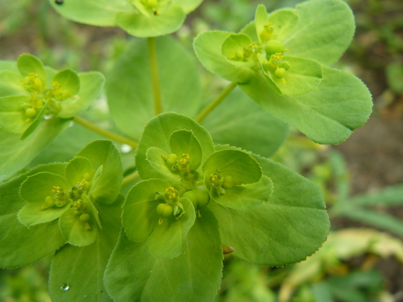 Image of Euphorbia helioscopia specimen.