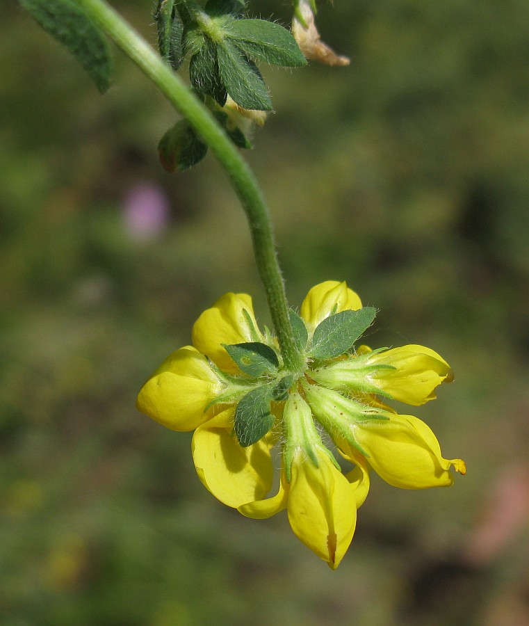 Image of Lotus corniculatus specimen.