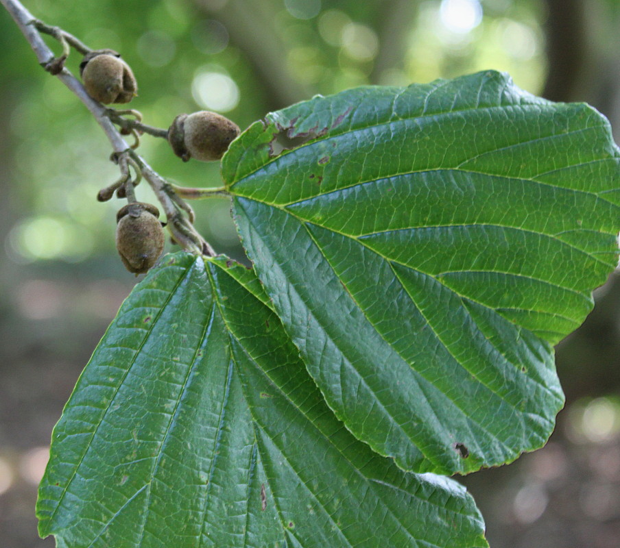 Изображение особи род Hamamelis.