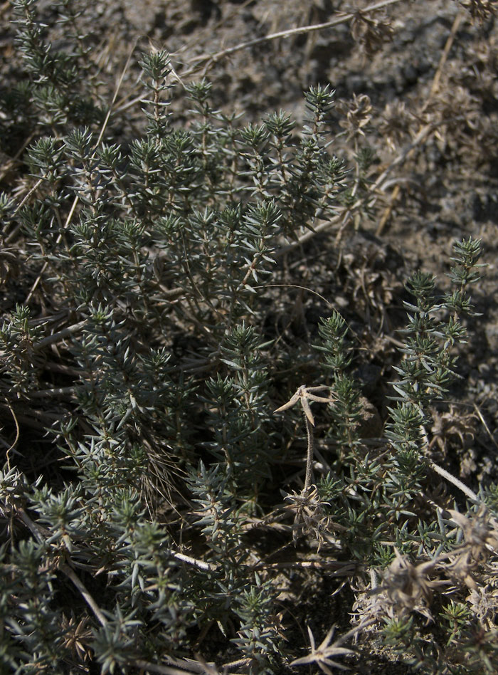 Изображение особи Asperula glomerata.