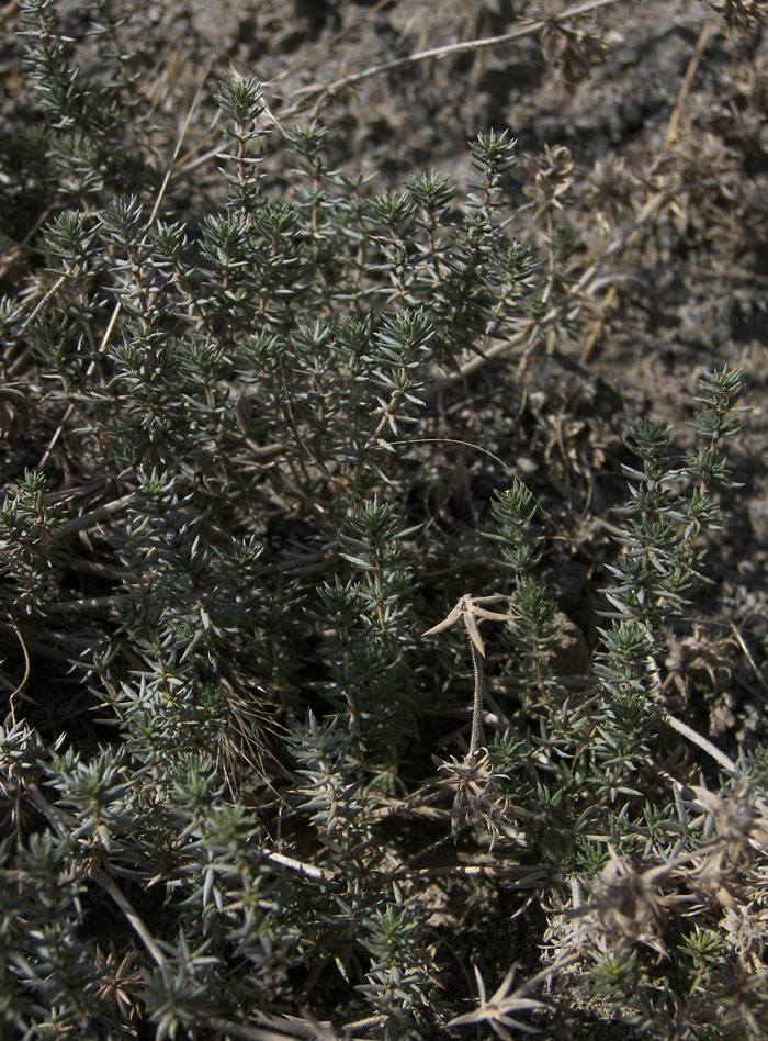 Image of Asperula glomerata specimen.