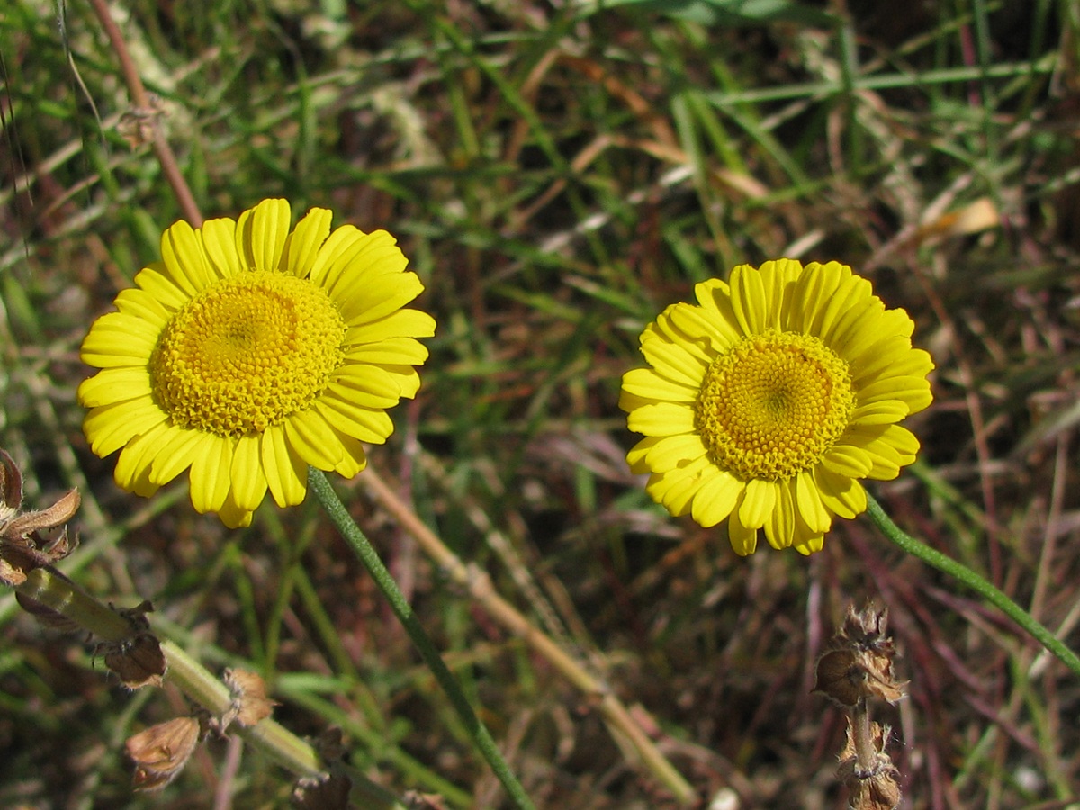 Изображение особи Anthemis tinctoria.