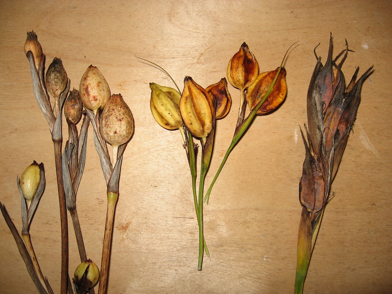 Image of genus Iris specimen.