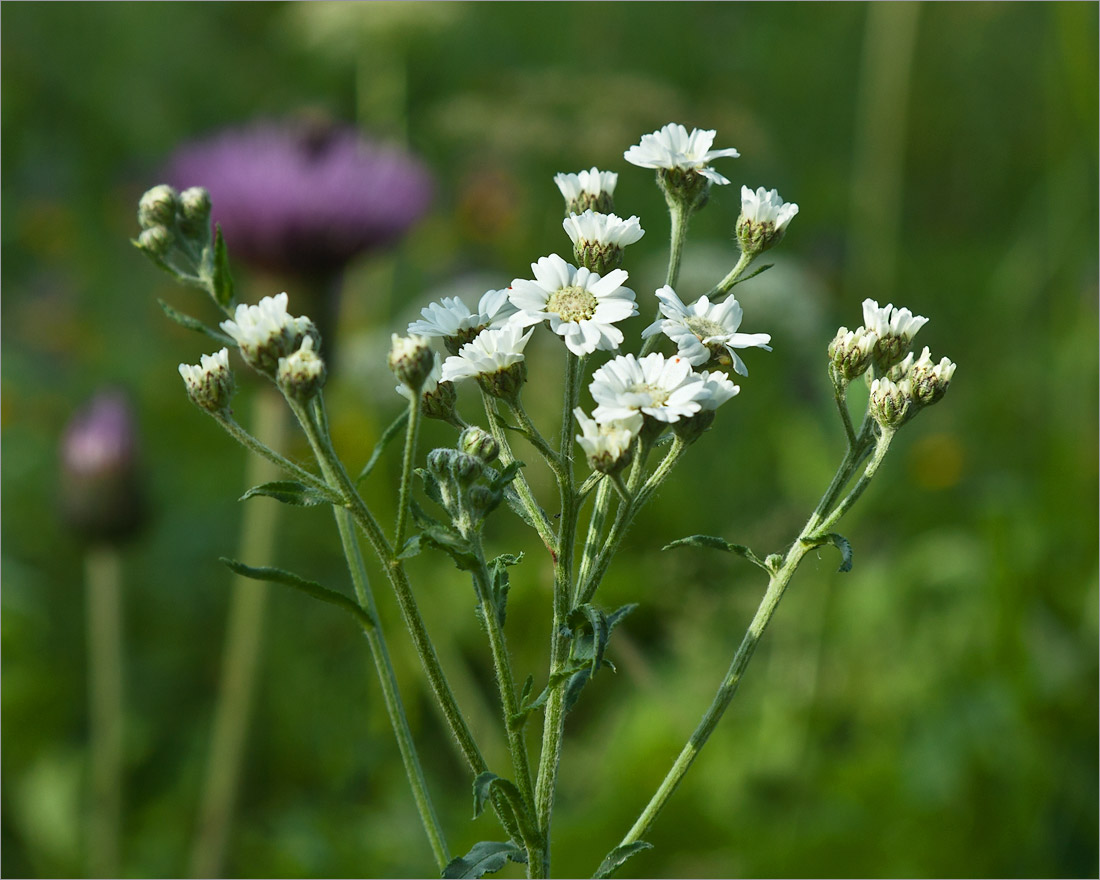 Image of Achillea ptarmica specimen.