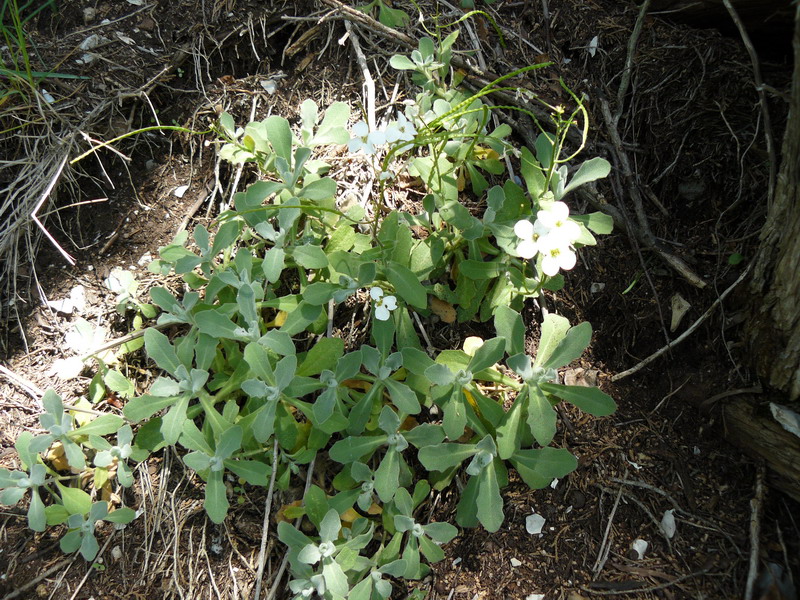 Image of Arabis caucasica specimen.
