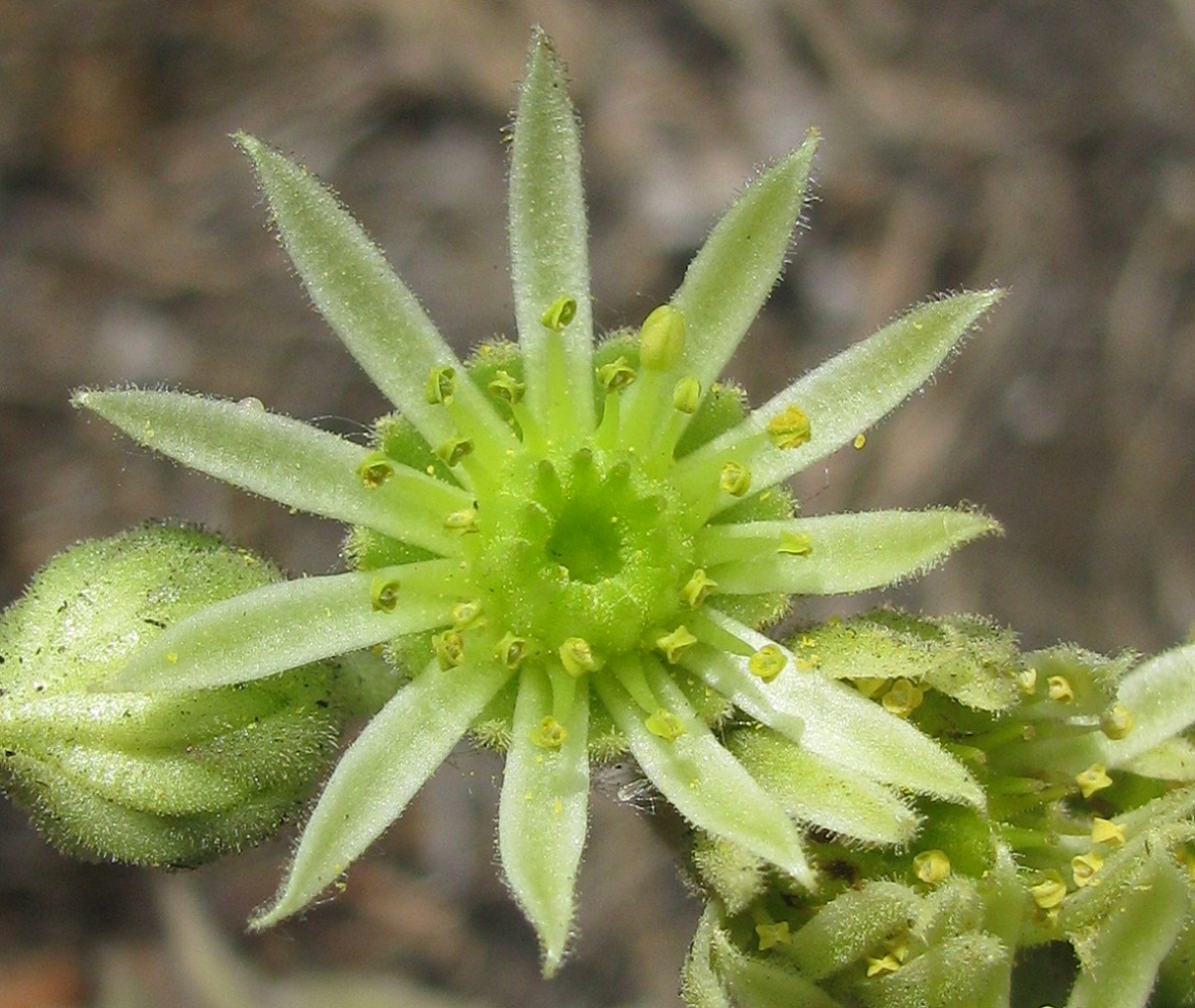 Изображение особи Sempervivum ruthenicum.