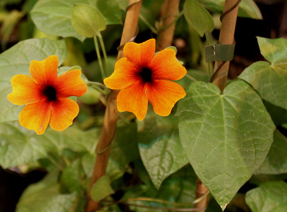 Изображение особи Thunbergia alata.