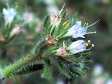 Echium biebersteinii