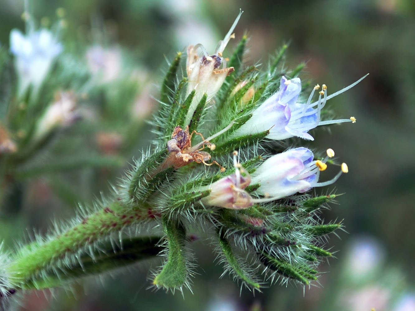Изображение особи Echium biebersteinii.