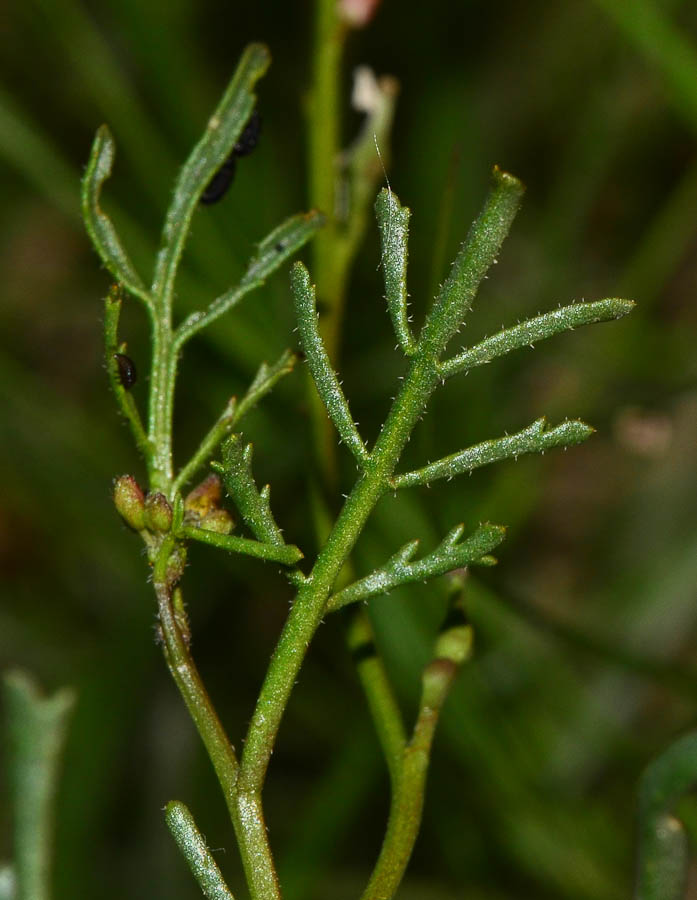 Image of Erucaria microcarpa specimen.