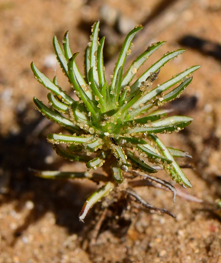 Image of Ifloga spicata ssp. albescens specimen.