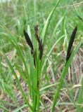 Carex melanostachya