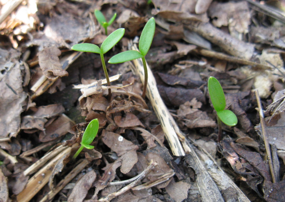 Изображение особи Eranthis cilicica.