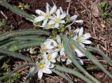 Ornithogalum fimbriatum