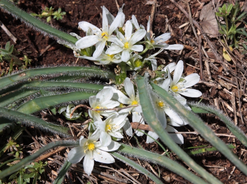 Изображение особи Ornithogalum fimbriatum.