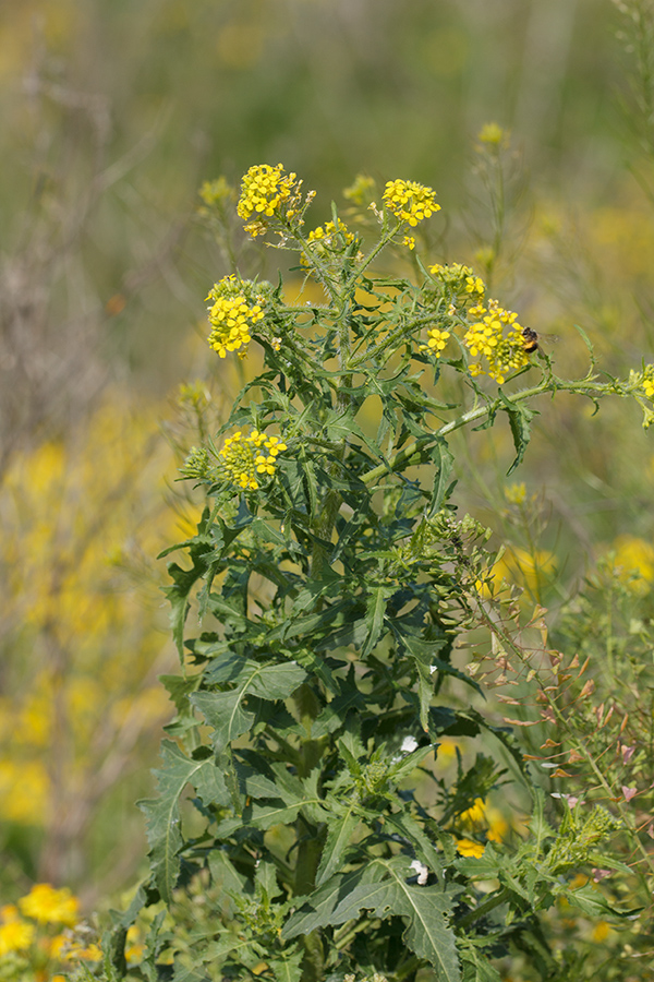 Image of Sisymbrium loeselii specimen.