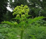 Molopospermum peloponnesiacum. Верхушка побега с распускающимися соцветиями. Москва, БС МГУ. 24.05.2013.