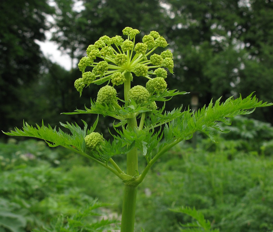 Изображение особи Molopospermum peloponnesiacum.