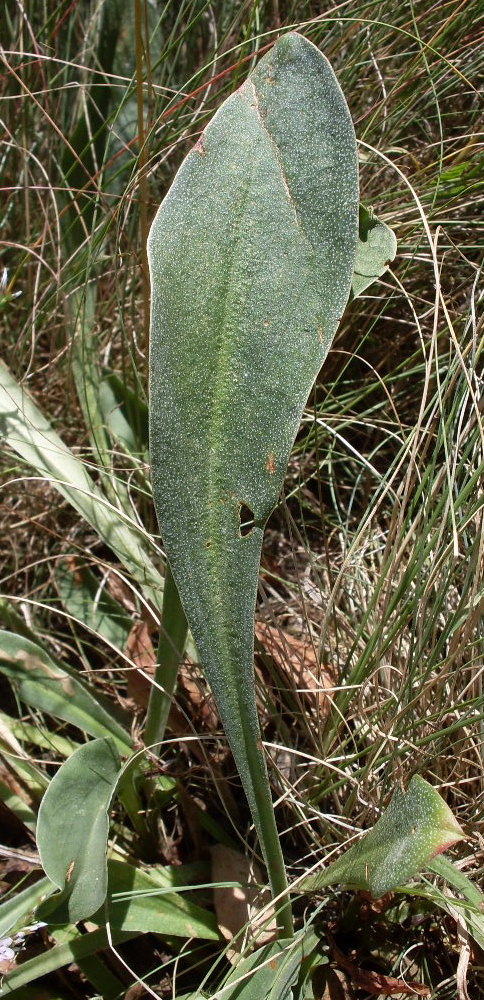 Image of Goniolimon tataricum specimen.