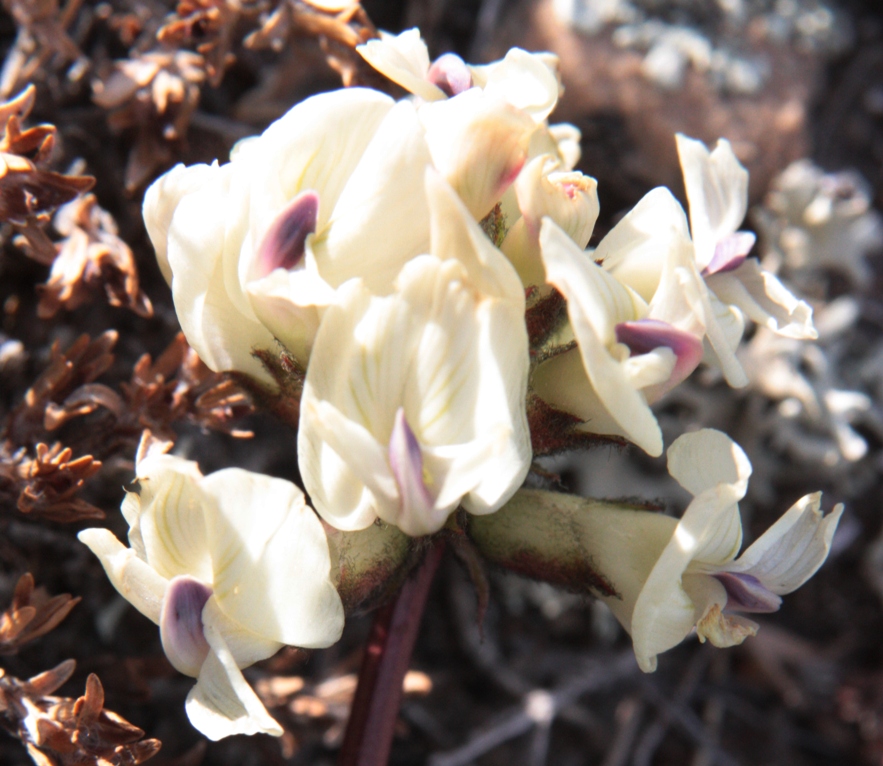 Изображение особи Astragalus chorinensis.