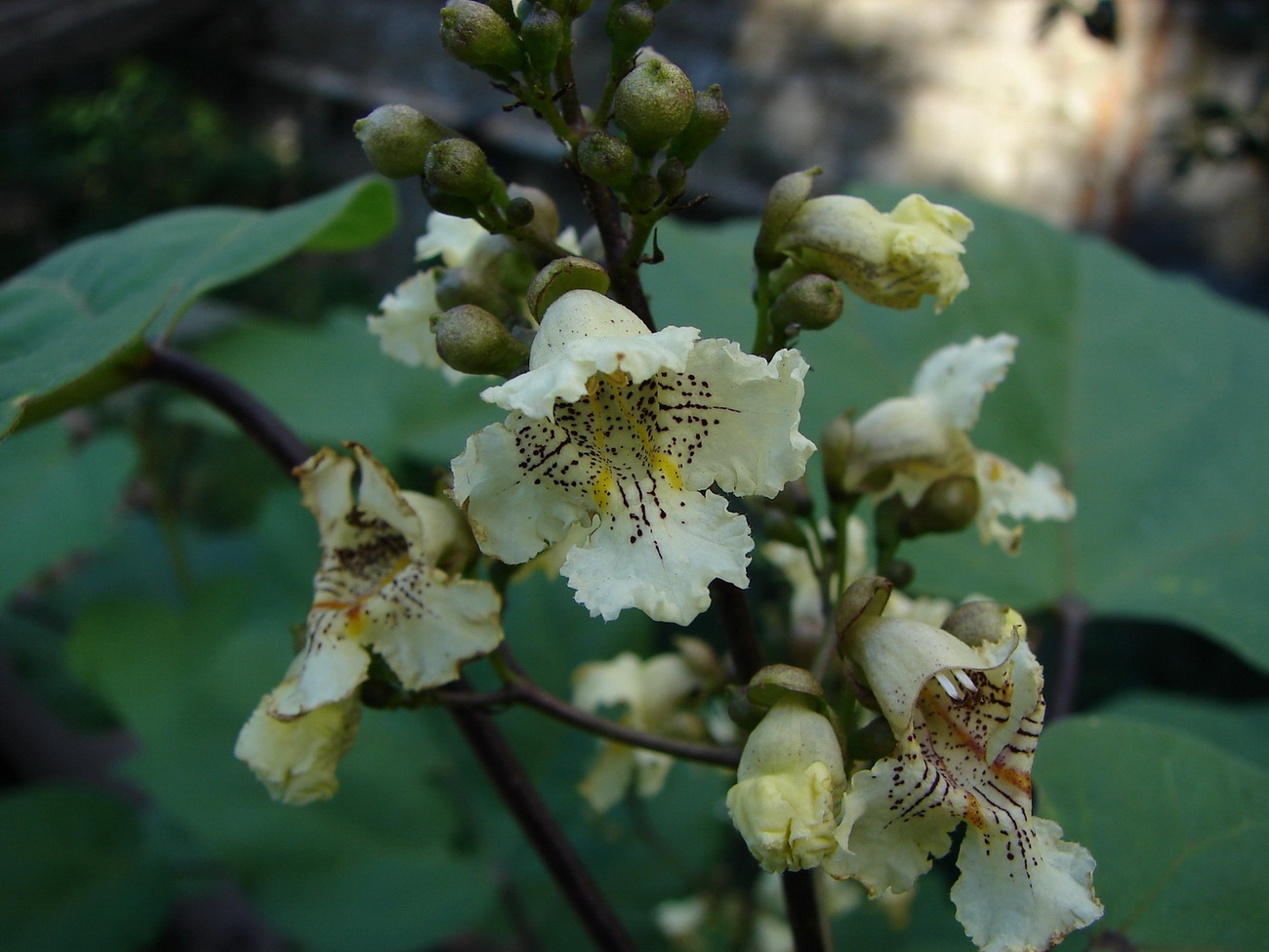 Image of Catalpa ovata specimen.