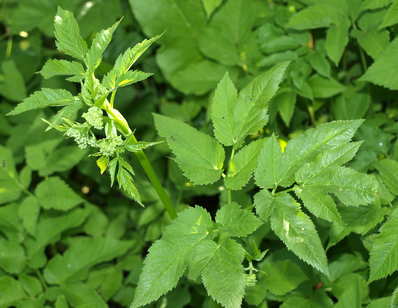 Image of Aegopodium podagraria specimen.