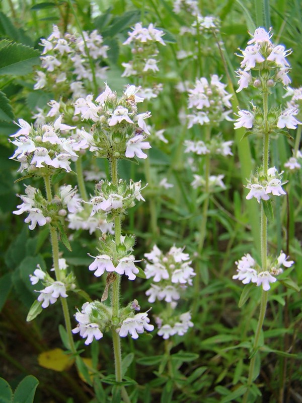 Изображение особи Thymus marschallianus.