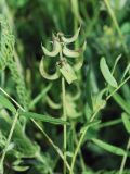 Astragalus campylotrichus