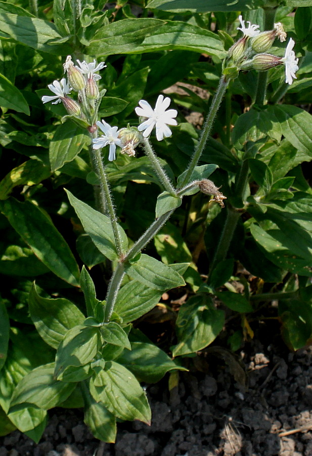 Image of Melandrium album specimen.