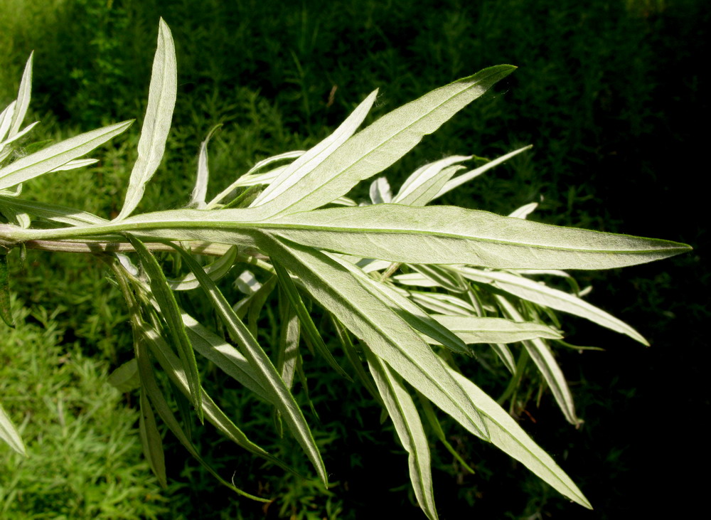 Изображение особи Artemisia argyi.