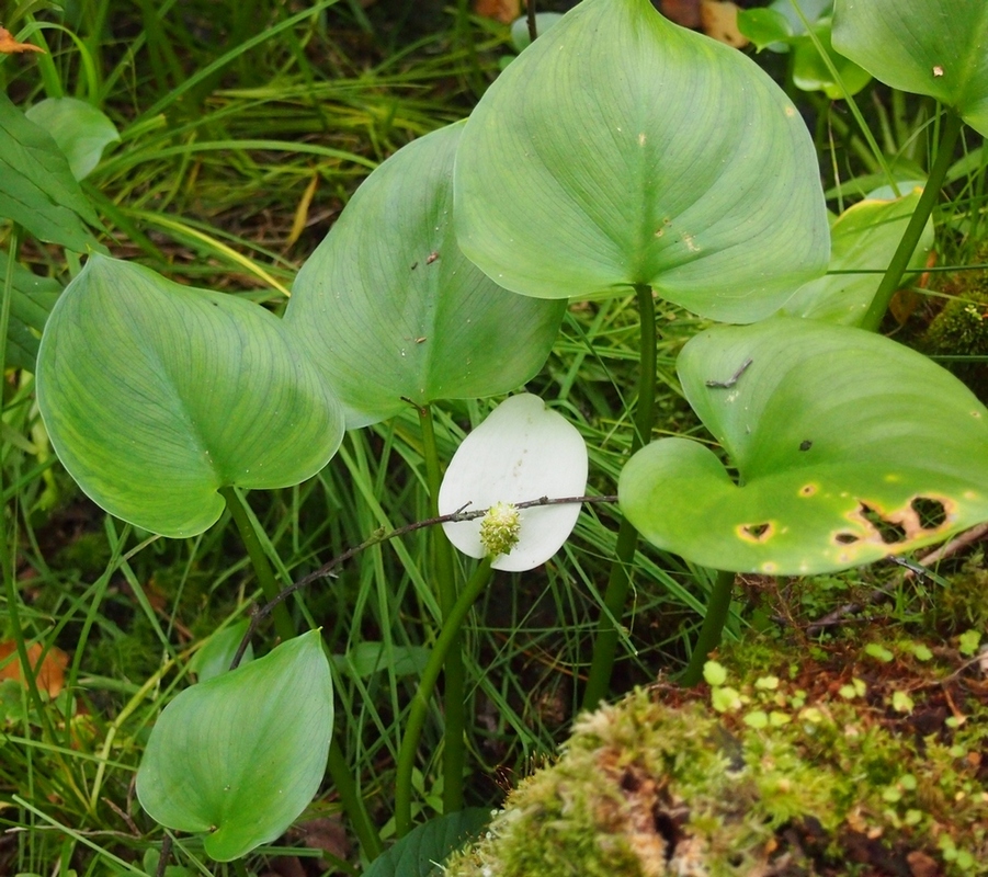 Изображение особи Calla palustris.