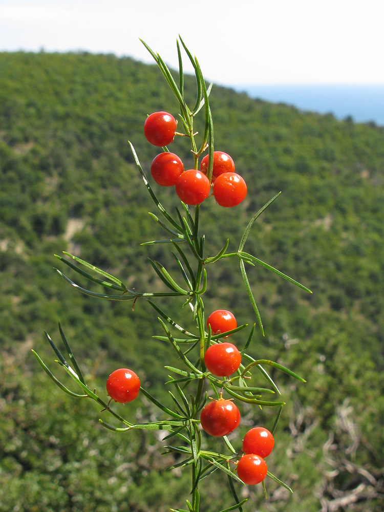 Изображение особи Asparagus verticillatus.