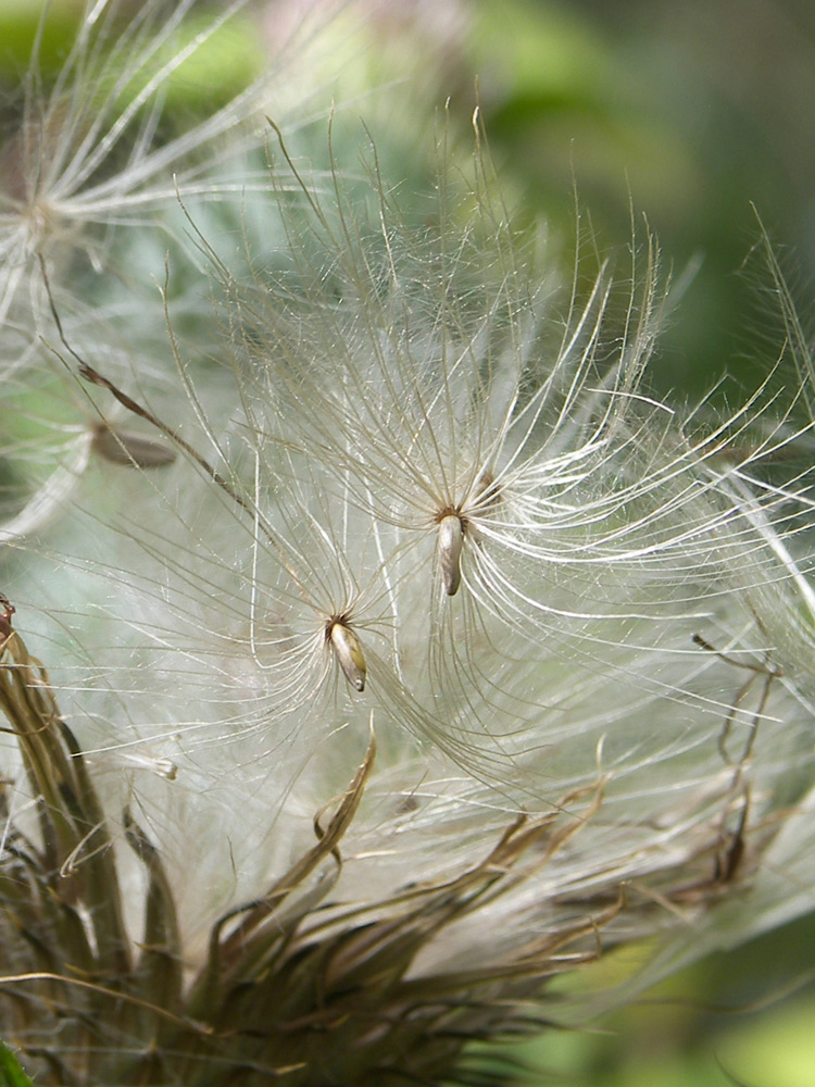 Image of Cirsium vulgare specimen.