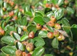 Cotoneaster horizontalis